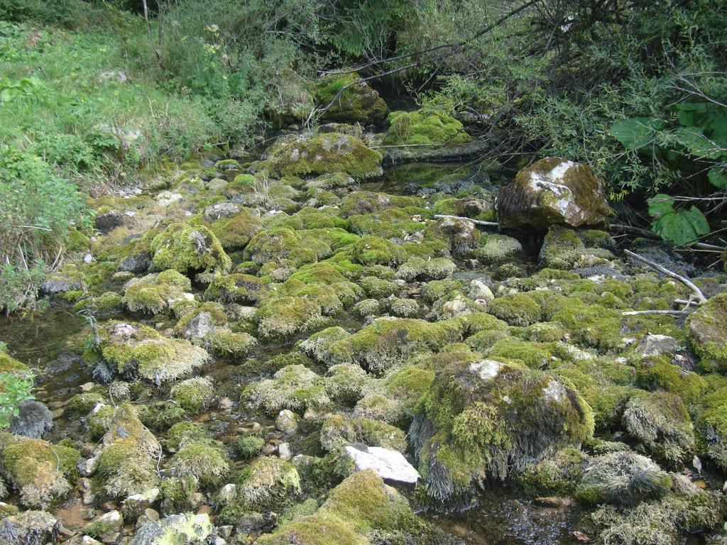 Pensiunea Piatra Mandrutului Scarisoara  Esterno foto